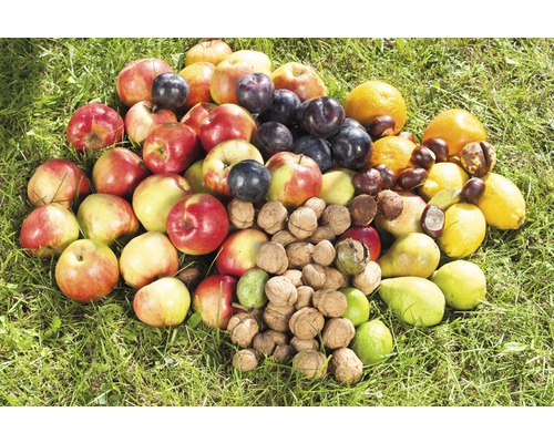 Frukt och nötter ligger på gräs