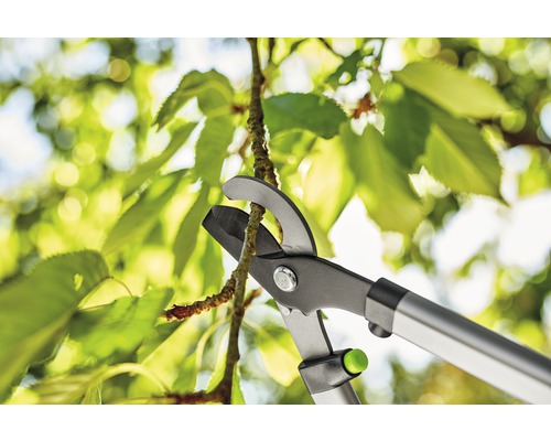 Grensåg klipper en gren framför gröna blad