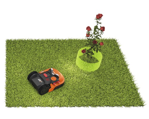 Gräsyta med robotgräsklippare och rosbuske