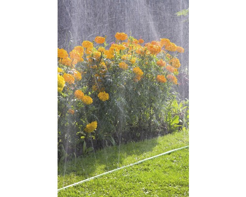 Bevattning av blommor med en grässpridare i trädgården