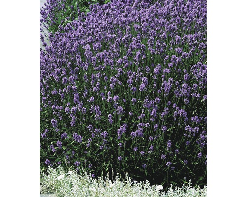 Lavendelbuske med lila blommor i trädgården.