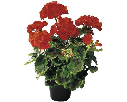 Stående hästskopelargon FLORASELF Pelargonium zonale Ø10,5cm Stående hästskopelargon FLORASELF Pelargonium zonale Ø10,5cm