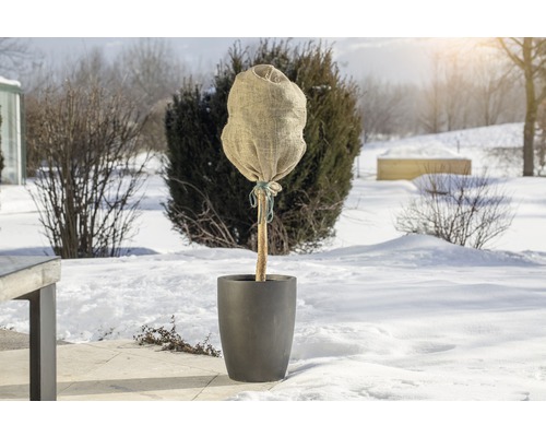 Planterat träd med vinterskydd i snön