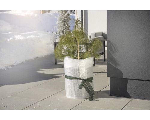 Tallplanta i kruka, inslagen i bubbelplast och ett band på en terrass på vintern.