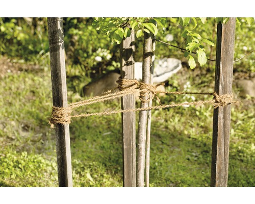 Trädskydd med repfäste för unga träd i trädgården.