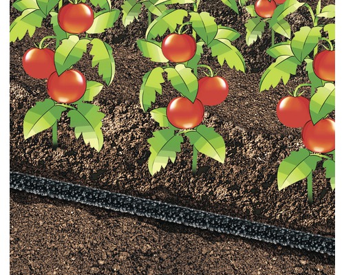 Illustration av en trädgård med tomatplantor och bevattningsslang