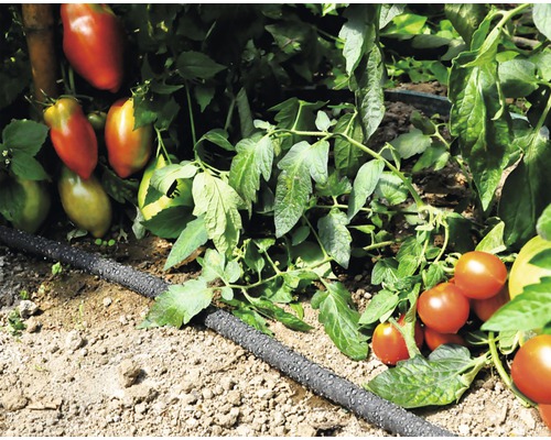 Tomatplantor med droppslang för bevattning i trädgården