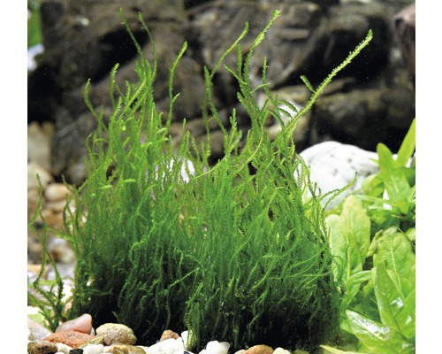 Akvarieväxt med fina, gröna blad i vatten