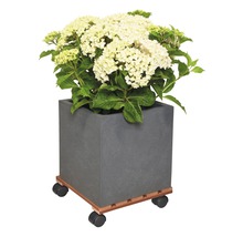 Fyrkantig blomkruka med hortensia på blomvagn