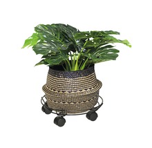 Monstera växt i en flätad korg på en växtrulle.