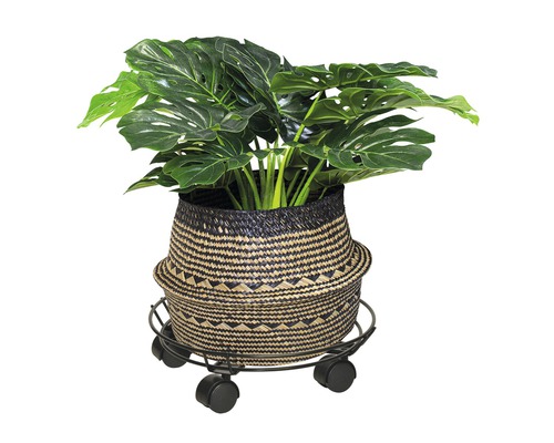 Monstera växt i en flätad korg på en växtrulle.