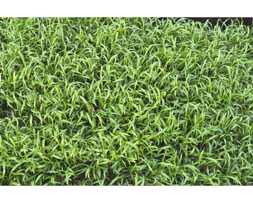 Närbild av grässvål