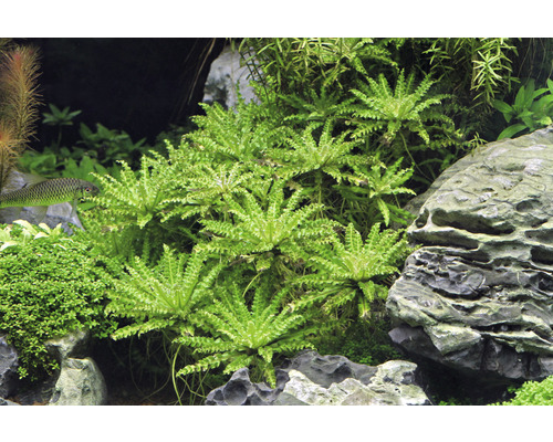 Akvarium med vattenväxter och stenar