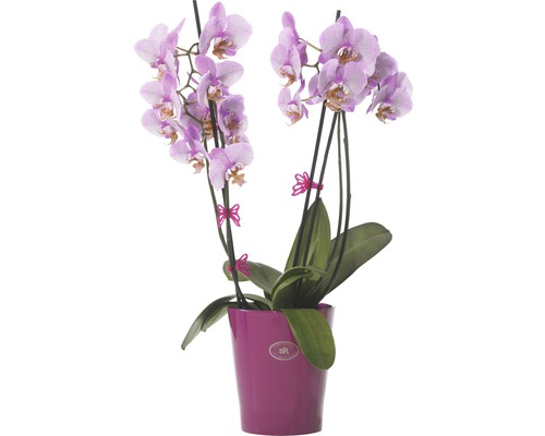 Kruka med rosa orkidéer