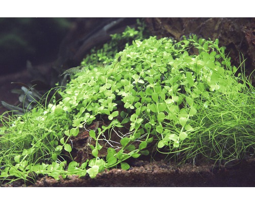 Akvarieväxter som växer på sten