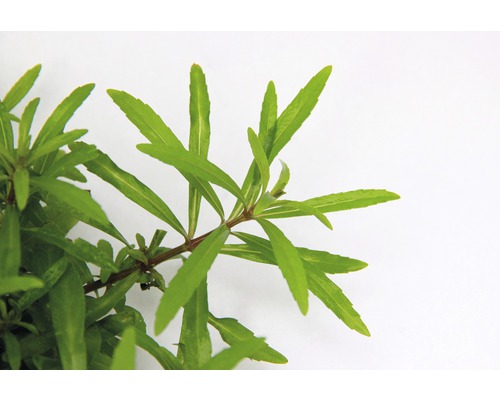 Vattenpest med gröna blad för akvarier