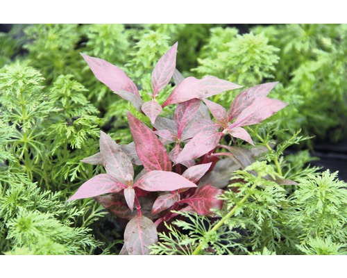 Vattenväxt med röda blad bland gröna växter