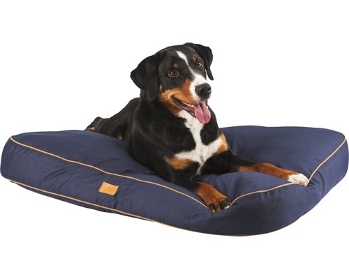 Entlebucher sennenhund ligger på hundsäng