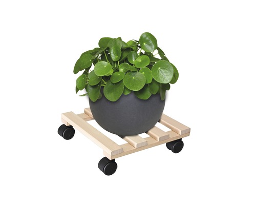Inomhusväxt i kruka på en blomvagn