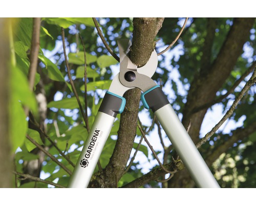 Trädgårdssax som klipper en gren