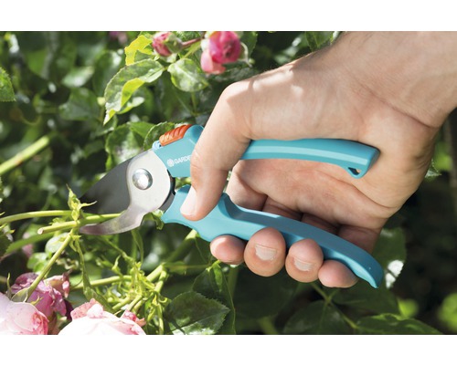 Trädgårdsarbete med en trädgårdssax: grenar klipps