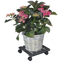 Hortensia i korg på växtrulle