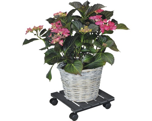 Hortensia i korg på växtrulle