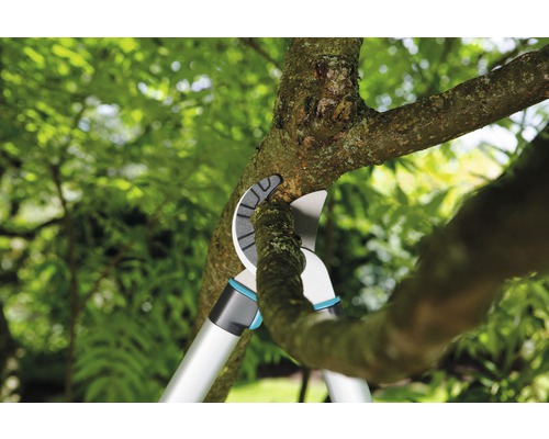 Grensåg som skär en gren