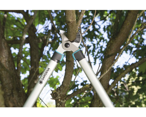 Grensåg som skär en gren på ett träd