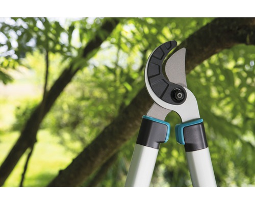 Trädgårdssax framför träd