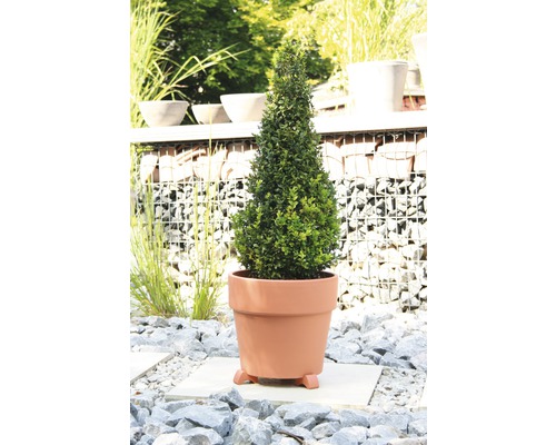 Konformad buxbom i en planteringslåda på en grusgång