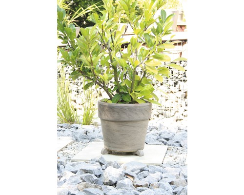 Bilden visar en lagerhägg i en blomkruka i trädgården.