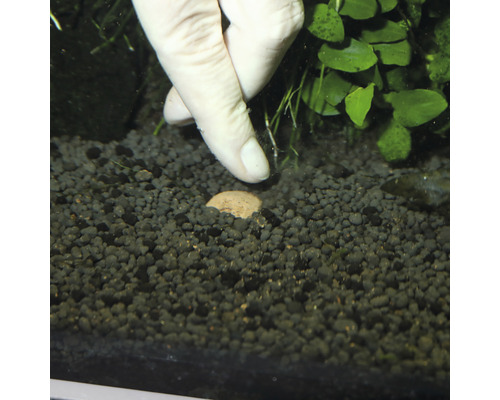 Akvariescen med substrat, vattenväxter och gödningskula