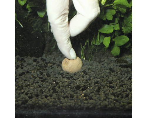 Gödselkula trycks ned i akvariets substrat