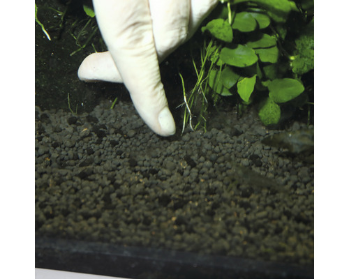 Plantering av en vattenväxt i akvariegrus