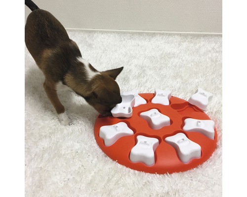 Hund leker med intelligensleksak