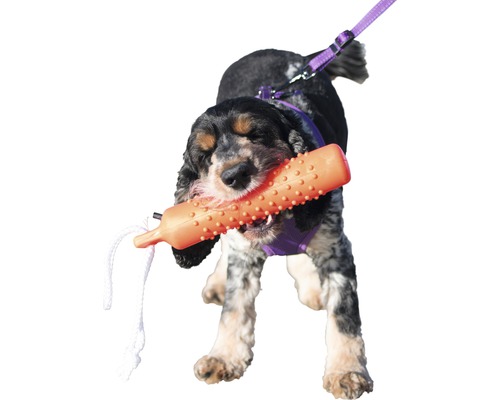 Hund med sele och dragleksak