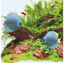 Akvarium med diskusfiskar, guppys, vattenväxter och dekoration