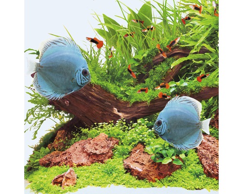 Akvarium med diskusfiskar, guppys, vattenväxter och dekoration