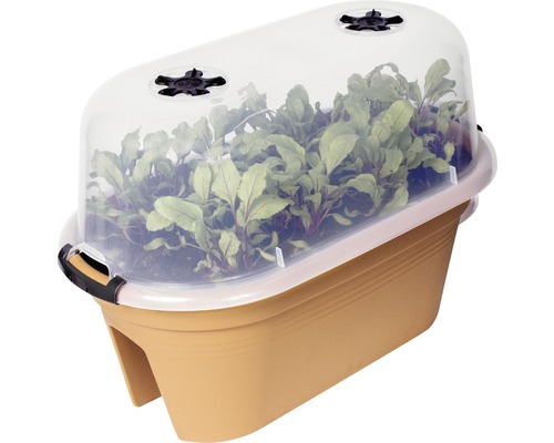 Odlingslåda med transparent lock och unga plantor