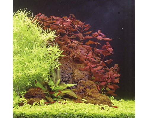 Akvarium med gröna och röda vattenväxter samt stenar
