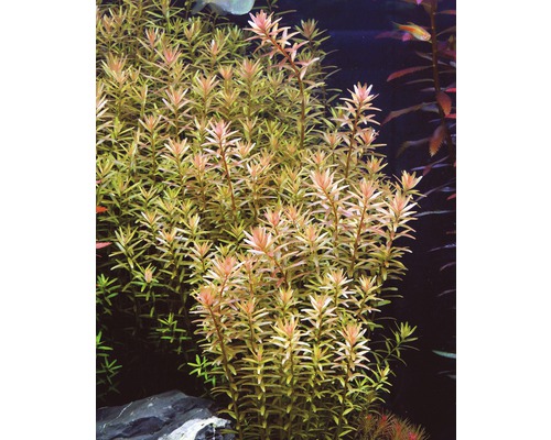 Akvarieväxt med små blad