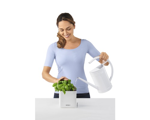 Kvinna vattnar basilika i en planteringslåda med en vattenkanna