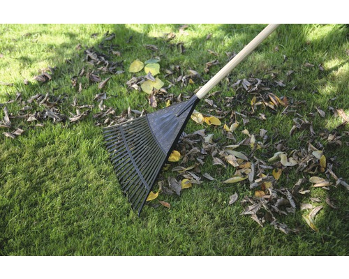 Lövkratt på gräsmatta med höstlöv