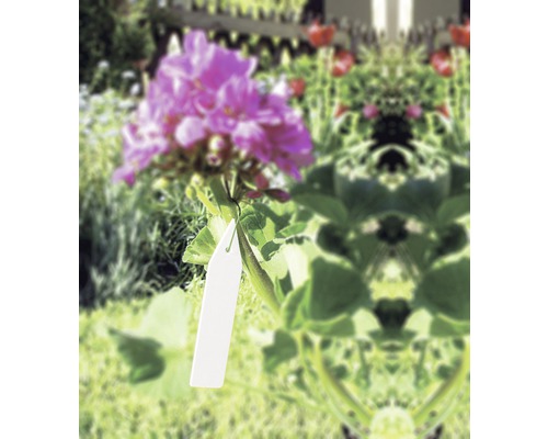 Blomma med etikett i trädgården