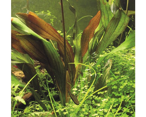 Akvarieväxt med långa blad i akvariet