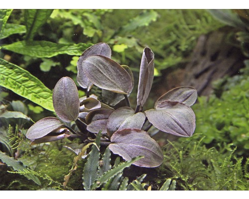 Akvarieväxt med ovala blad