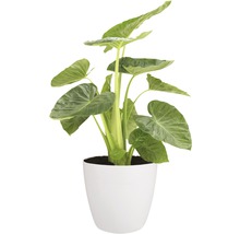 Blomkruka EHLO Brussels Ø47cm med hjul vit