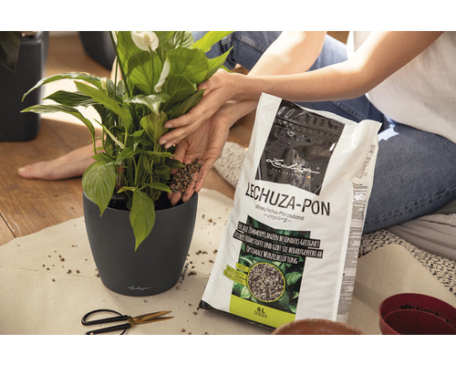 Kvinna planterar krukväxt med Lechuza Pon i planteringskärl