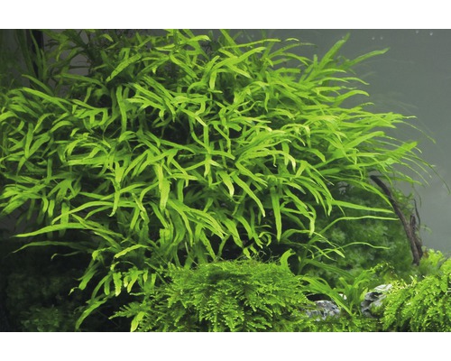 Akvarium med vattenväxter